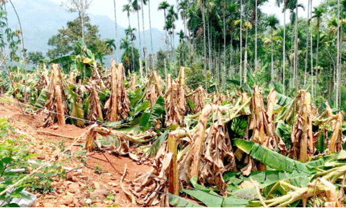 കാ​റ്റ​ത്തൊ​ടി​ഞ്ഞ് വാ​ഴ​കൃഷി