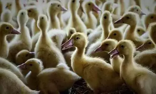 പക്ഷിപ്പനി:തമിഴ്നാട് അതിര്‍ത്തിയില്‍ കർശന പരിശോധന, ഇറച്ചിയും മുട്ടയുമായി വരുന്ന വാഹനങ്ങള്‍ തിരിച്ചയക്കും