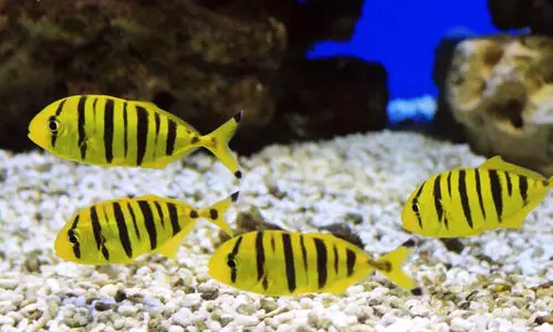 മഞ്ഞപ്പാര മത്സ്യം: വിത്തുൽപാദനം വിജയം; നേട്ടവുമായി സി.എം.എഫ്.ആർ.ഐ