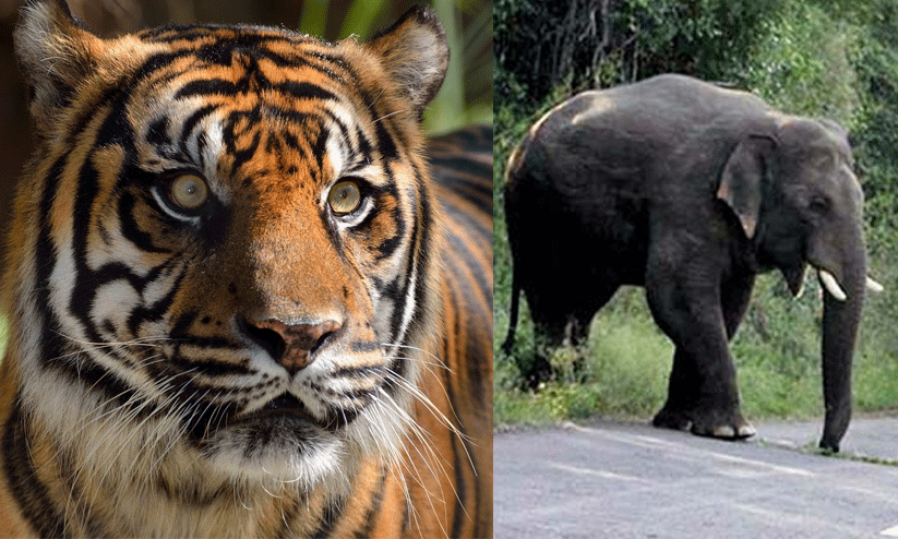 man-animal conflict man-animal conflict