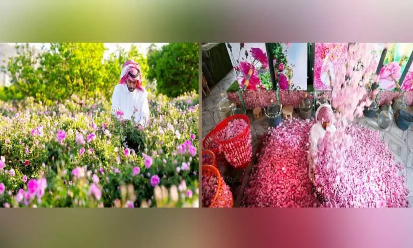 taif rose festival taif rose festival