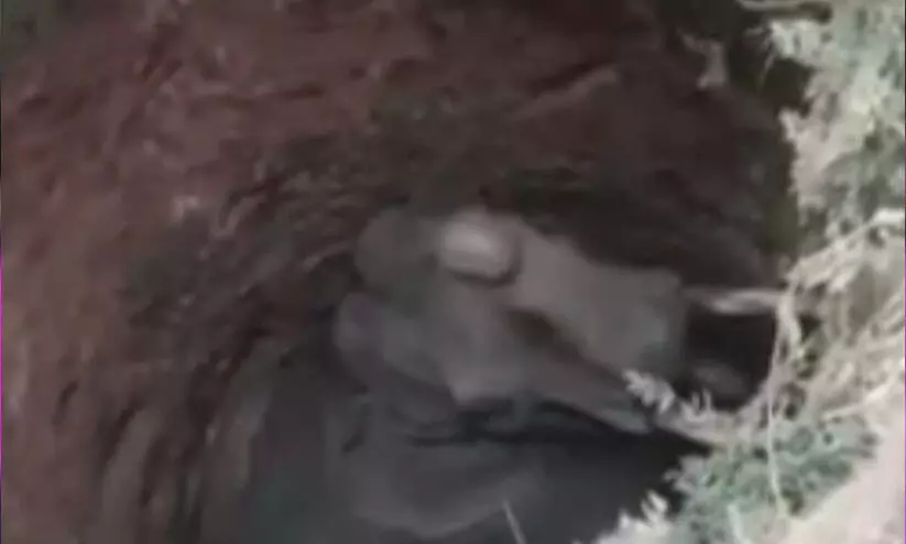 തൃശൂരിൽ കിണറ്റിൽ വീണ് കാട്ടാന ചരിഞ്ഞു