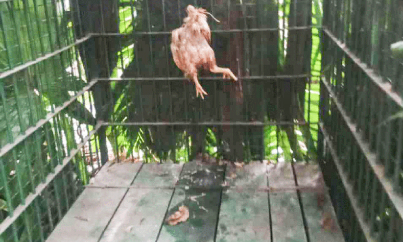 cage set for catching tiger