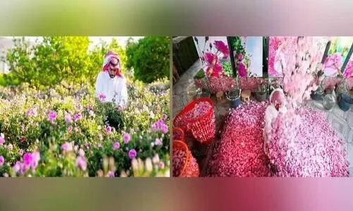 taif rose festival taif rose festival