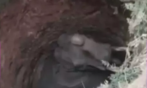 തൃശൂരിൽ കിണറ്റിൽ വീണ് കാട്ടാന ചരിഞ്ഞു