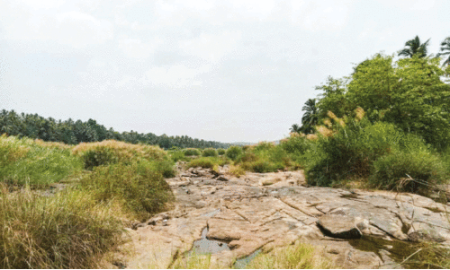 രാ​മ​ൻ​ചാ​ടി ഇ​റി​ഗേ​ഷ​ൻ പ​ദ്ധ​തി​യി​ൽ വെ​ള്ളമി​ല്ല; ഏ​ക്ക​ർ ക​ണ​ക്കി​ന് കൃ​ഷി പ്ര​തി​സ​ന്ധി​യി​ൽ