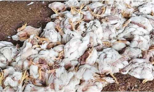 കനത്ത ചൂട്; സ്വകാര്യ ഫാമിലെ 1500 കോഴികൾ ചത്തു കനത്ത ചൂട്; സ്വകാര്യ ഫാമിലെ 1500 കോഴികൾ ചത്തു