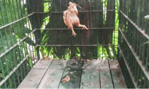 cage set for catching tiger cage set for catching tiger