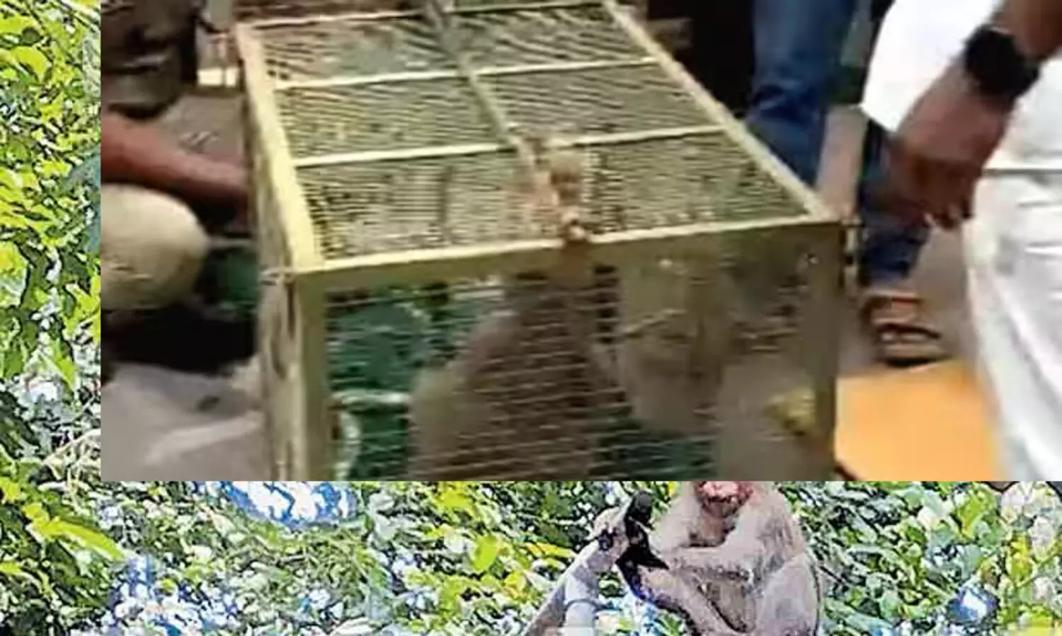 ആലപ്പുഴ മെഡിക്കൽ കോളജ് ആശുപത്രി പരിസരത്ത് വിലസിയ  കുരങ്ങ് ഒടുവിൽ വലയിലായി