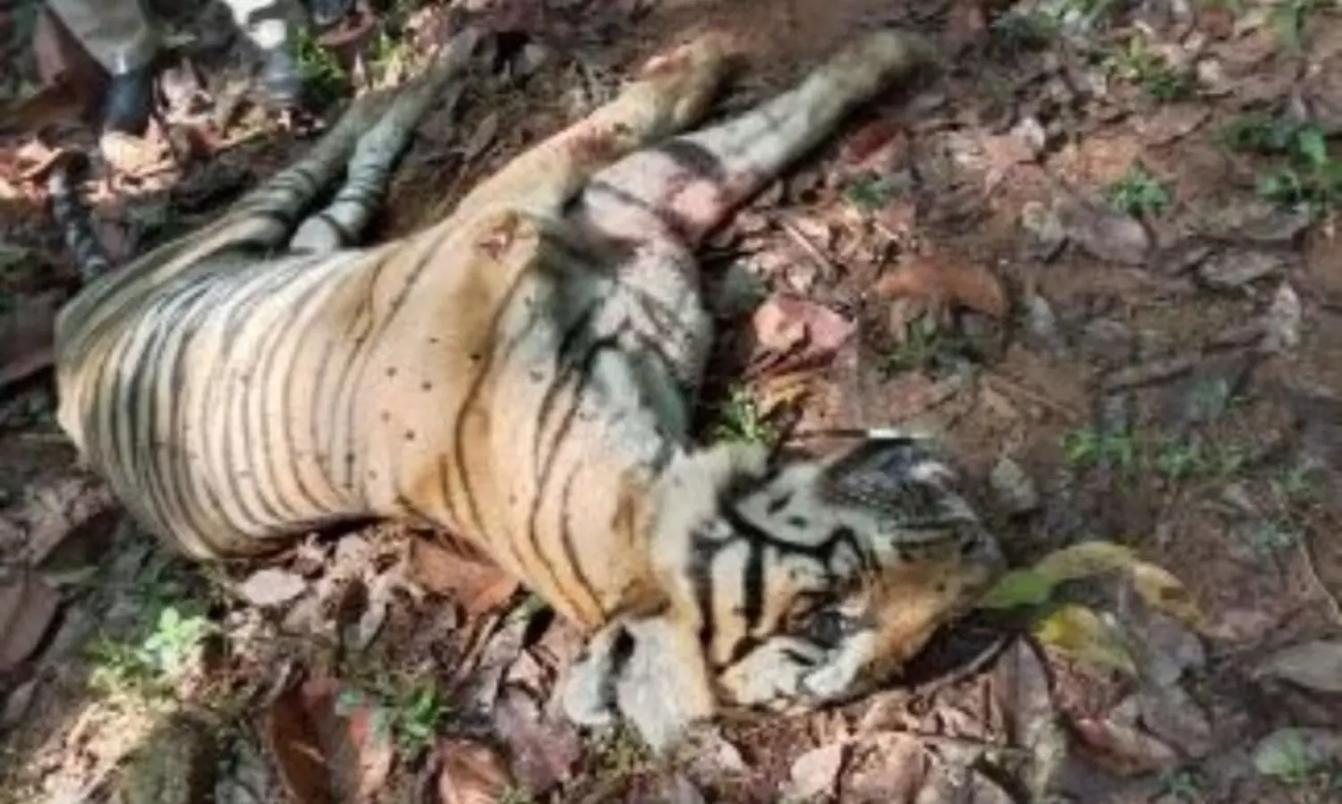 രണ്ട് പേരെ ആക്രമിച്ച കടുവയെ ചത്ത നിലയിൽ കണ്ടെത്തി.