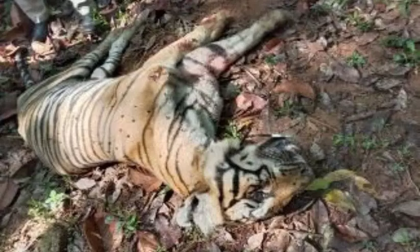 രണ്ട് പേരെ ആക്രമിച്ച കടുവയെ ചത്ത നിലയിൽ കണ്ടെത്തി. രണ്ട് പേരെ ആക്രമിച്ച കടുവയെ ചത്ത നിലയിൽ കണ്ടെത്തി.