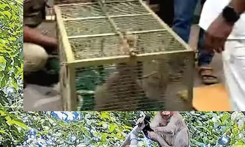 ആലപ്പുഴ മെഡിക്കൽ കോളജ് ആശുപത്രി പരിസരത്ത് വിലസിയ  കുരങ്ങ് ഒടുവിൽ വലയിലായി