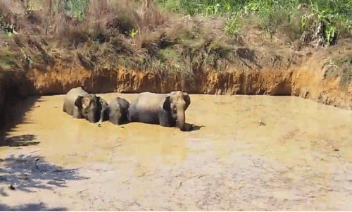 കുടകിൽ ആനക്കൂട്ടം ചളിയിൽ കുടുങ്ങി