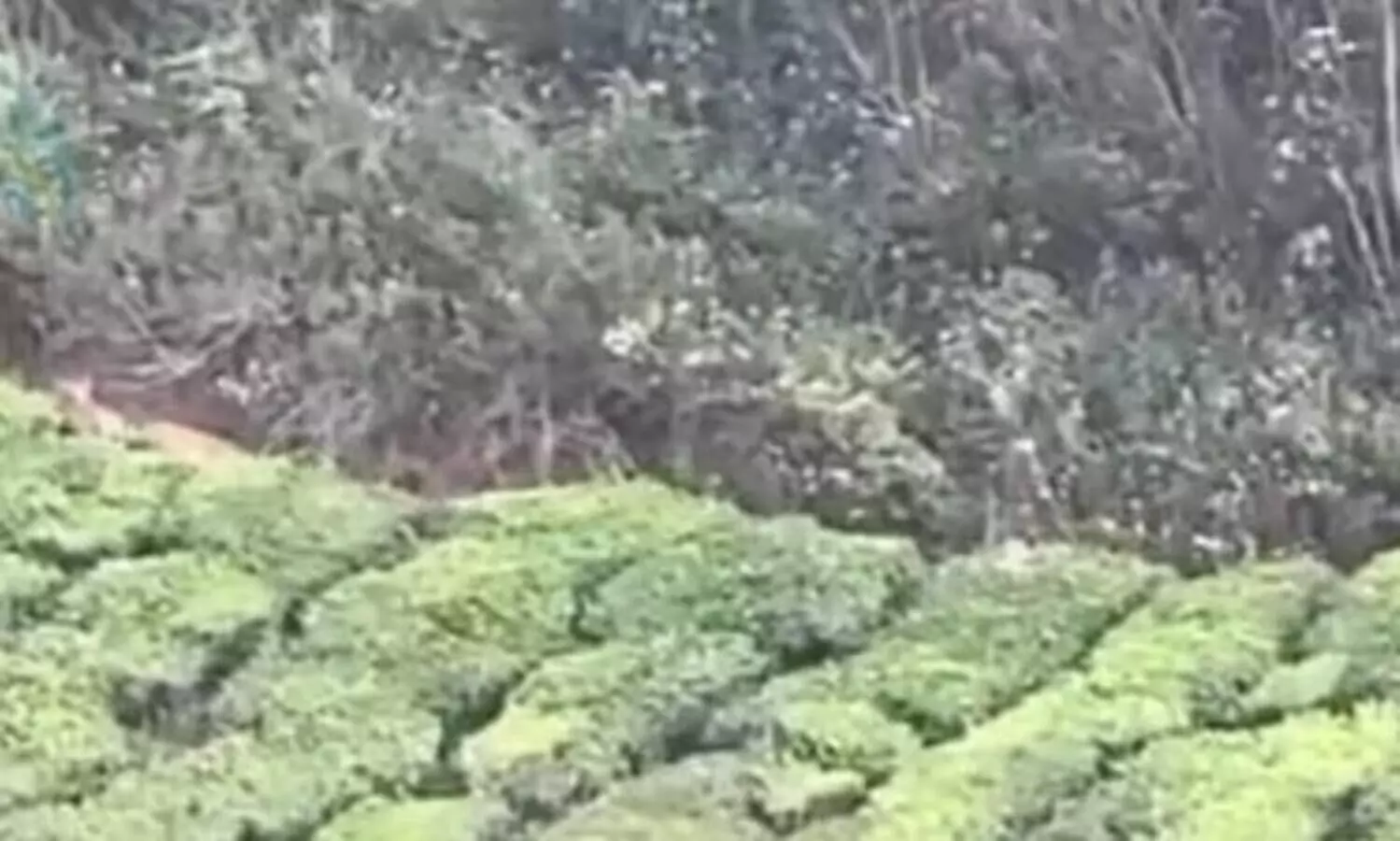 മൂന്നാറിൽ വീണ്ടും പുലിയിറങ്ങി; ഒന്നല്ല മൂന്നെണ്ണം