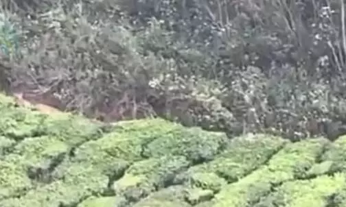 മൂന്നാറിൽ വീണ്ടും പുലിയിറങ്ങി; ഒന്നല്ല മൂന്നെണ്ണം