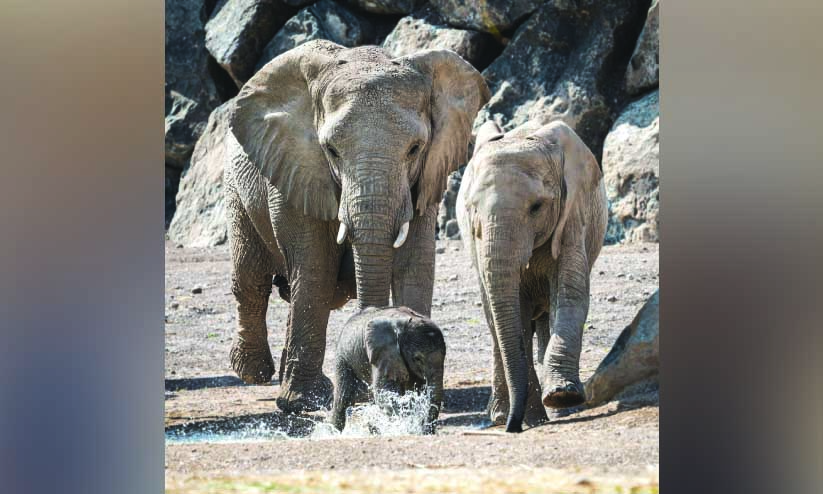 ഷാ​ർ​ജ സ​ഫാ​രി​യി​ൽ ആ​ന പ്ര​സ​വി​ച്ചു