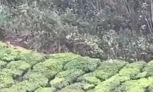 മൂന്നാറിൽ വീണ്ടും പുലിയിറങ്ങി; ഒന്നല്ല മൂന്നെണ്ണം