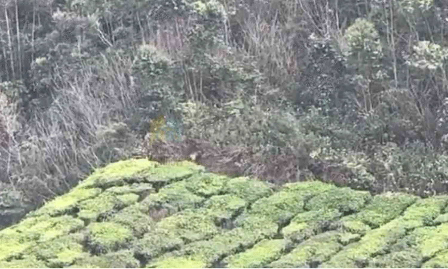 kannimala lower estate