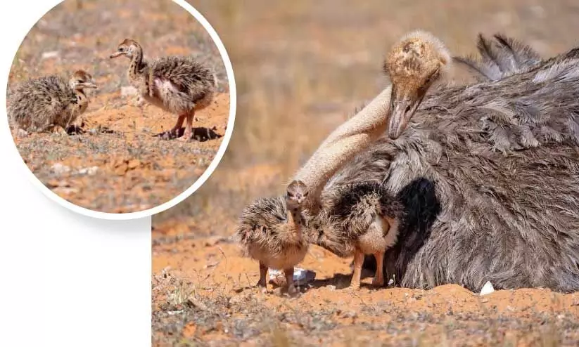 red necked ostriches in saudi red necked ostriches in saudi