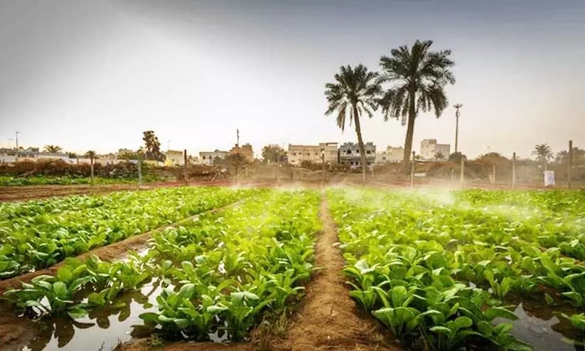 ഹൂറത്ത് ആലി കൃഷിയിടം ഗവർണർ സന്ദർശിച്ചു ഹൂറത്ത് ആലി കൃഷിയിടം ഗവർണർ സന്ദർശിച്ചു