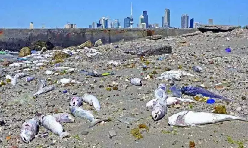 Dead fishes on Shuwaikh beach