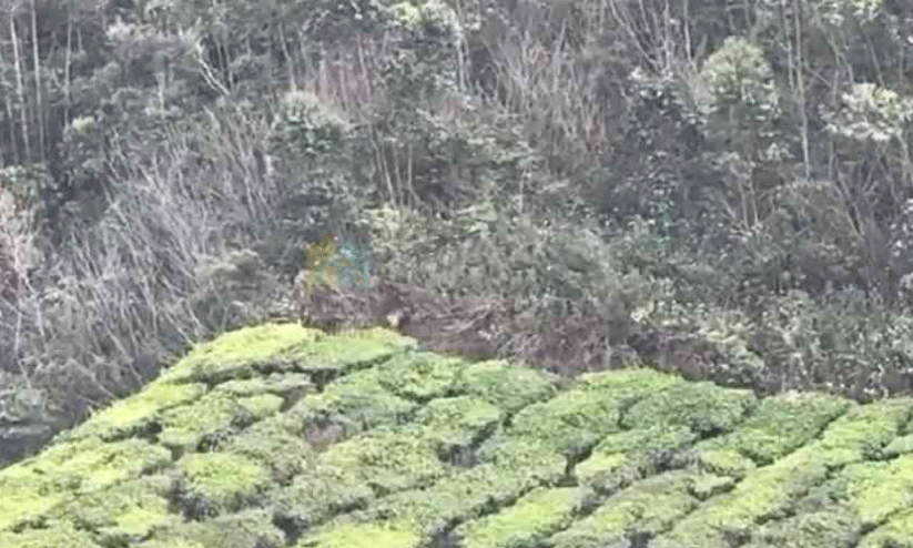 kannimala lower estate