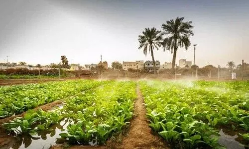 ഹൂ​റ​ത്ത്​ ആ​ലി കൃ​ഷി​യി​ടം ഗ​വ​ർ​ണ​ർ സ​ന്ദ​ർ​​ശി​ച്ചു