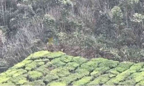 kannimala lower estate