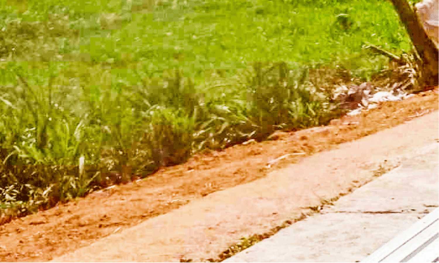 Paddy Field Wetland Conservation