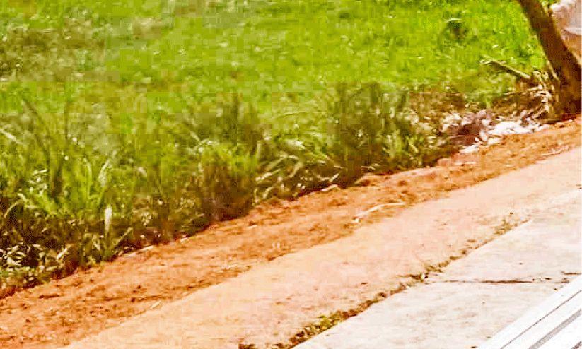 Paddy Field Wetland Conservation Paddy Field Wetland Conservation