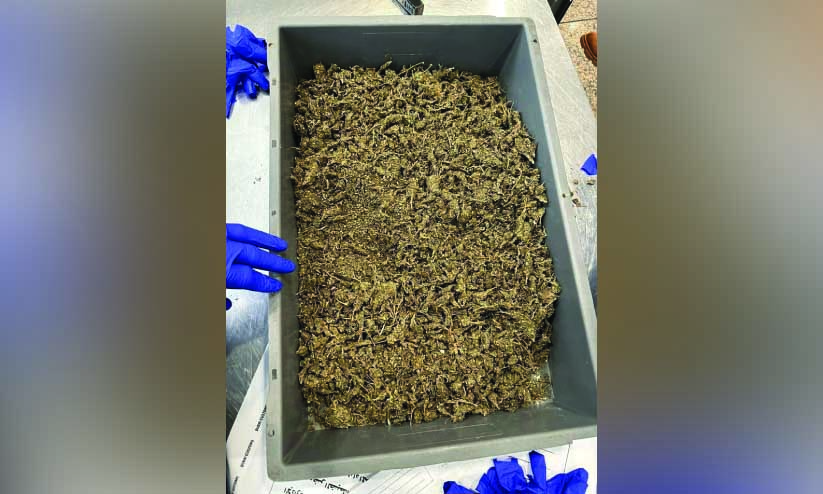 4.25 കി.​ഗ്രാം ക​ഞ്ചാ​വു​മാ​യി യാ​ത്ര​ക്കാ​രി പി​ടി​യി​ൽ