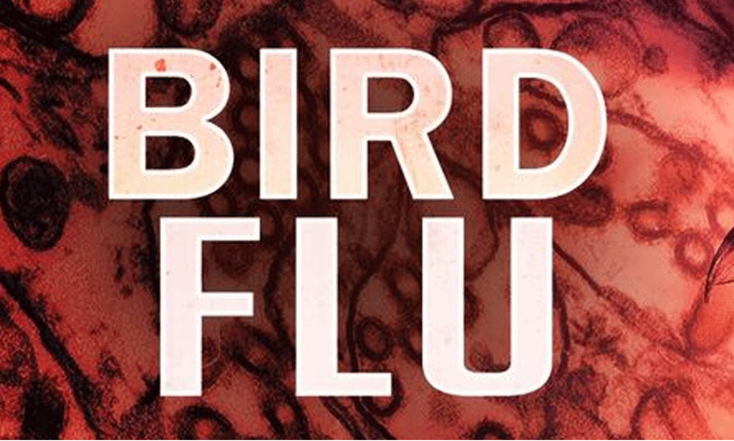 bird flu