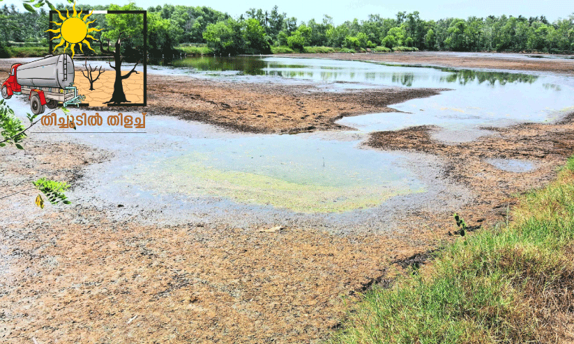 പാലക്കത്തടം പാടശേഖരം വരളുന്നു പാലക്കത്തടം പാടശേഖരം വരളുന്നു