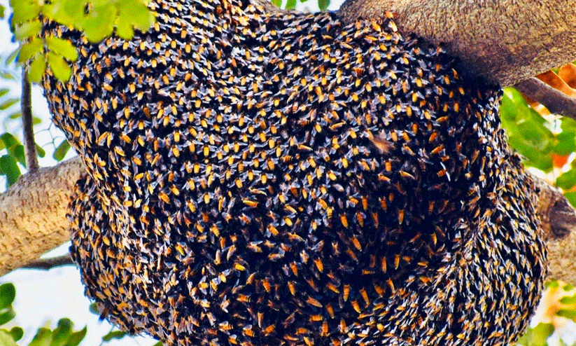 wild honey wild honey