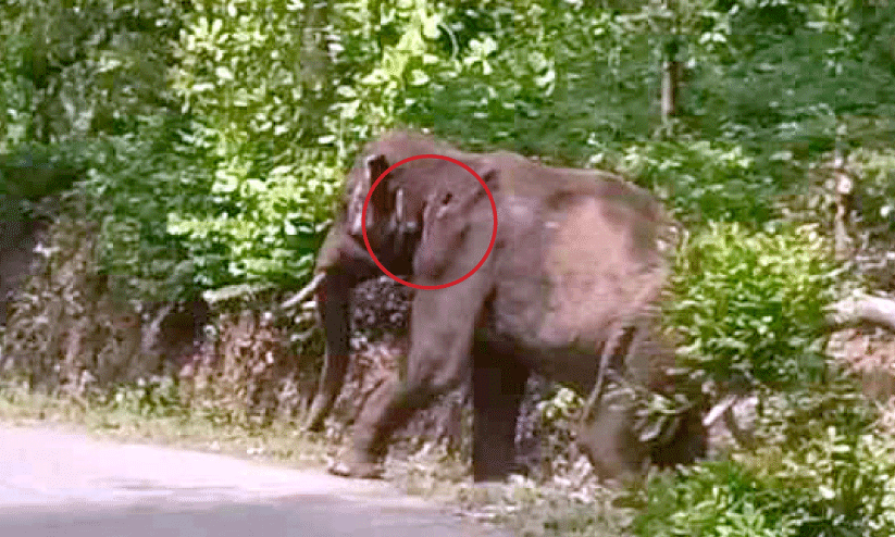 elephant with wound