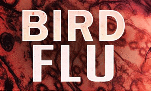 bird flu