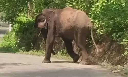 കാലിന് മുറിവുമായി കാട്ടാന വനാതിര്‍ത്തിയിൽ; ചികിത്സ നല്‍കാതെ വനംവകുപ്പ് -Video