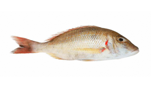 Ban on catching Sherry and Safi from today