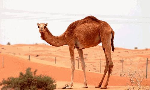 Vehicle hits camel, youth dies