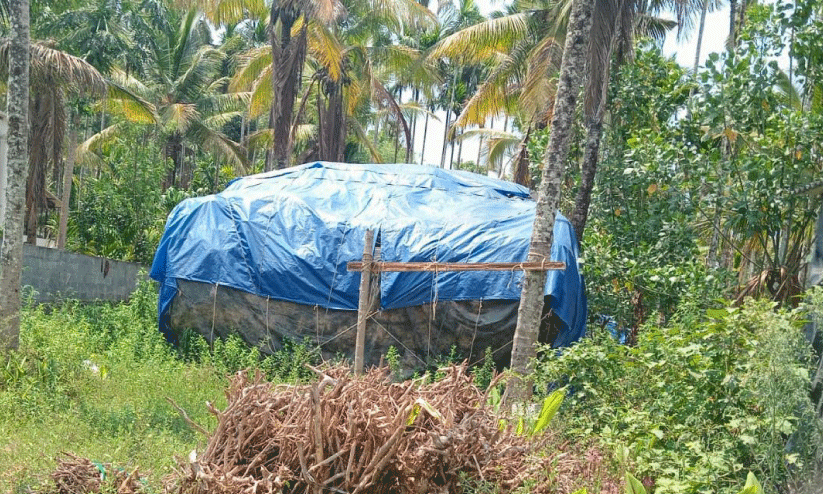 കുറുന്തോട്ടി, ചുണ്ടവേര് കുറുന്തോട്ടി, ചുണ്ടവേര്