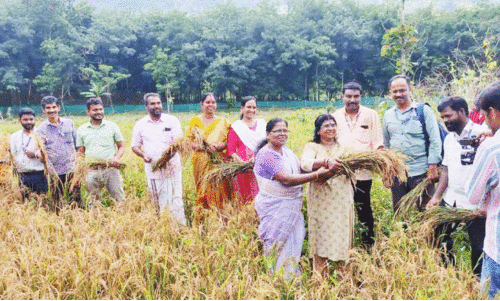 farming at perunad bathani hill