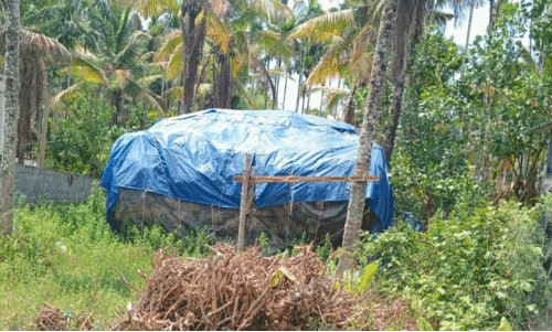 കുറുന്തോട്ടി, ചുണ്ടവേര് കുറുന്തോട്ടി, ചുണ്ടവേര്