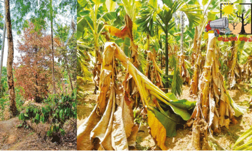 summer heat affecting agriculture