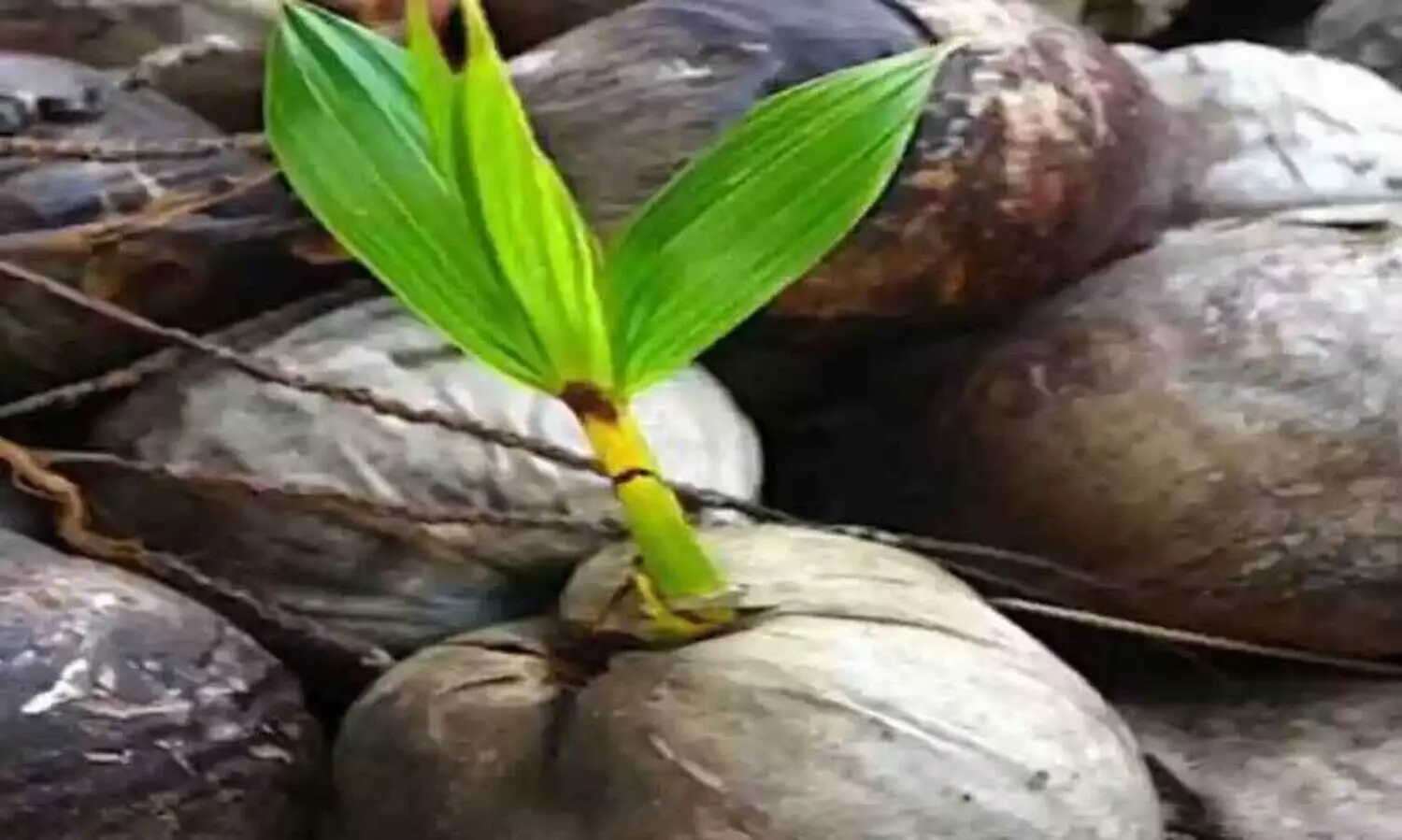 വി​ത്ത് തേ​ങ്ങ സം​ഭ​ര​ണം; ക​ർ​ഷ​ക​ർ പ്ര​തി​സ​ന്ധി​യി​ൽ