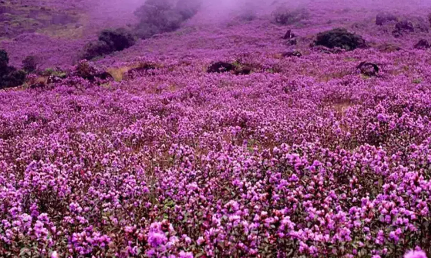 നീലക്കുറിഞ്ഞി ജൈവവൈവിധ്യ പഠനോത്സവം: ബ്ലോക്ക് തല ക്വിസ് മത്സരം മെയ് ഏഴിന്