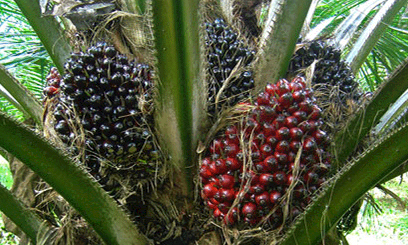 palm oil seed