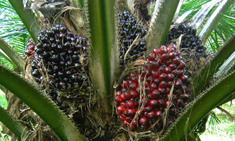 palm oil seed palm oil seed