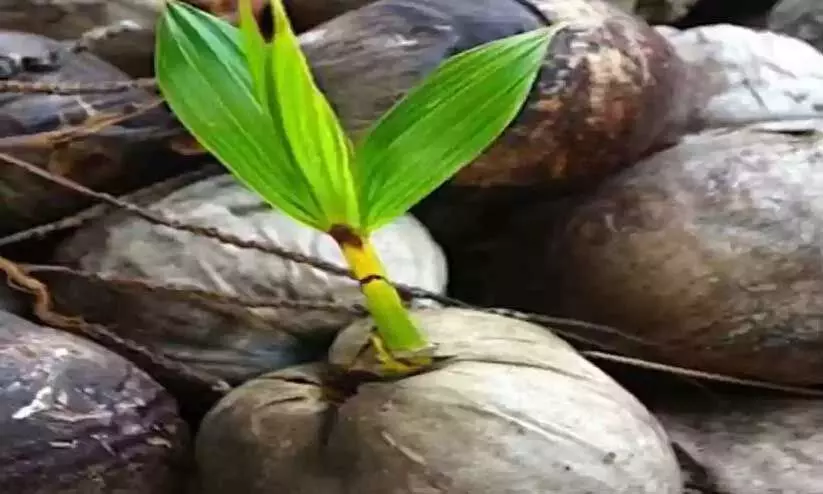 വി​ത്ത് തേ​ങ്ങ സം​ഭ​ര​ണം; ക​ർ​ഷ​ക​ർ പ്ര​തി​സ​ന്ധി​യി​ൽ
