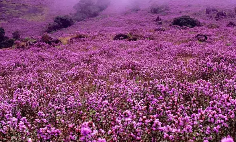 നീലക്കുറിഞ്ഞി ജൈവവൈവിധ്യ പഠനോത്സവം: ബ്ലോക്ക് തല ക്വിസ് മത്സരം മെയ് ഏഴിന് നീലക്കുറിഞ്ഞി ജൈവവൈവിധ്യ പഠനോത്സവം: ബ്ലോക്ക് തല ക്വിസ് മത്സരം മെയ് ഏഴിന്