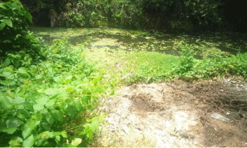 ഇനിയെത്ര മാലിന്യം തള്ളണം, അധികൃതർക്ക് കണ്ണുതുറക്കാൻ? ഇനിയെത്ര മാലിന്യം തള്ളണം, അധികൃതർക്ക് കണ്ണുതുറക്കാൻ?